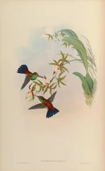 Erythronota antiqua = Amazilia tobaci erythronotos